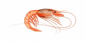Shrimp Illustration Clipart