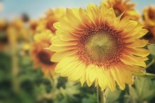 Sunflower Flower Blossom Yellow