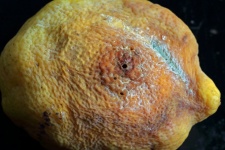 Spoilt Decaying Lemon With Insect