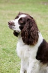 Springer Spaniel Dog Portrait