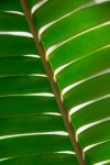 Tropical Leaf From Below