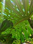 Tropical Leaf From Below