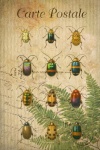 Vintage Postcard Beetles Insects