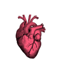 Vintage Anatomy Human Heart