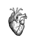 Vintage Anatomy Human Heart