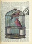 Vintage Birds Book Illustration