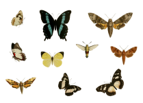 Vintage Butterflies Set