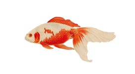 Vintage Clipart Fish Goldfish