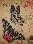 Vintage Floral Butterfly Postcard
