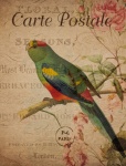 Vintage Floral Parrot Postcard