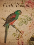 Vintage Floral Parrot Postcard