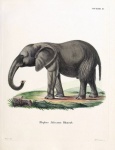 Vintage Illustration Elephant