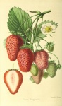 Vintage Illustration Strawberry