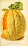 Vintage Illustration Melon Fruit