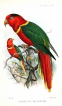 Vintage Illustration Bird Parrot