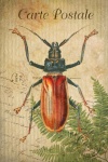 Vintage Art Postcard Beetle
