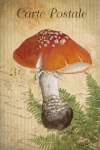 Vintage Art Postcard Mushrooms