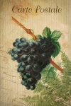 Vintage Art Postcard Of Grapes