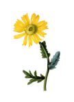 Vintage Marigold Wildflower Art