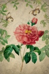 Vintage Postcard Flower Rose