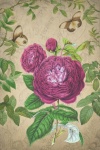 Vintage Postcard Flower Rose