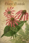 Vintage Postcard Flowers Echinacea