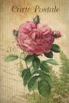 Vintage Postcard Flowers Rose