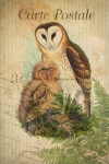 Vintage Postcard Owl Bird