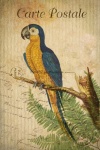 Vintage Postcard Parrot Bird