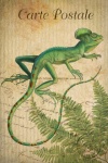 Vintage Postcard Reptile Basilisk
