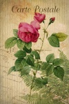 Vintage Postcard Rose Blossom