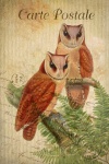 Vintage Postcard Bird Owl