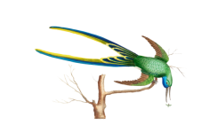 Vintage Tropical Bird Hummingbird