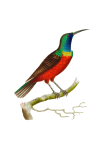 Vintage Tropical Bird Hummingbird