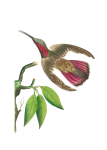 Vintage Bird Hummingbird Illustration