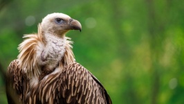 Vulture Portrait