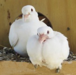 White Doves