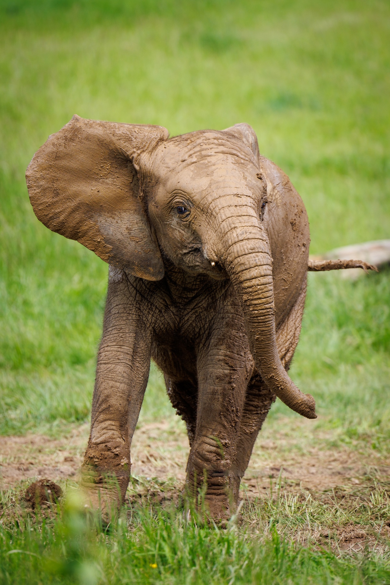 Baby Elephant Free Stock Photo - Public Domain Pictures