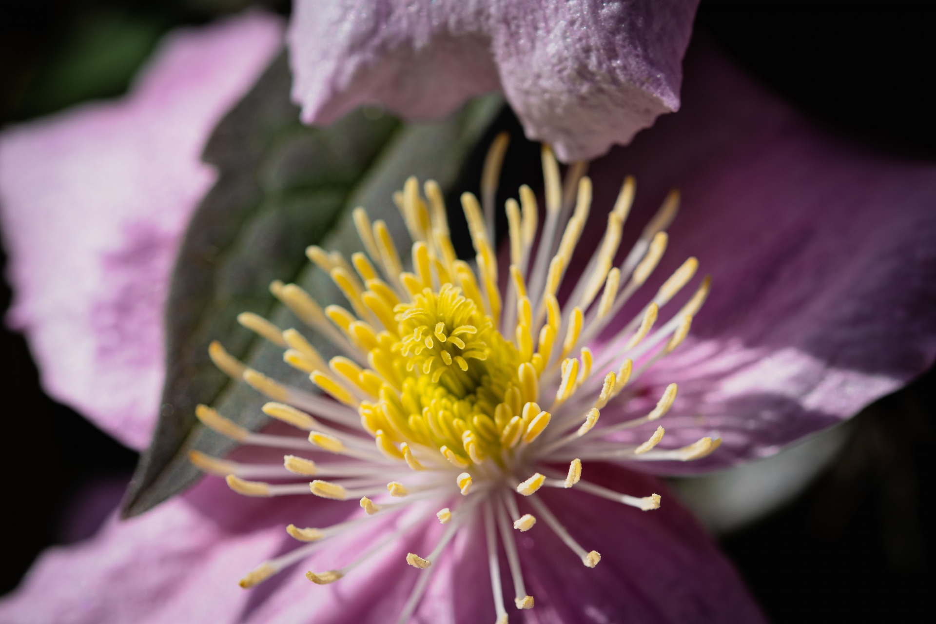 Flower, Clematis Montana, Macro Free Stock Photo - Public Domain Pictures