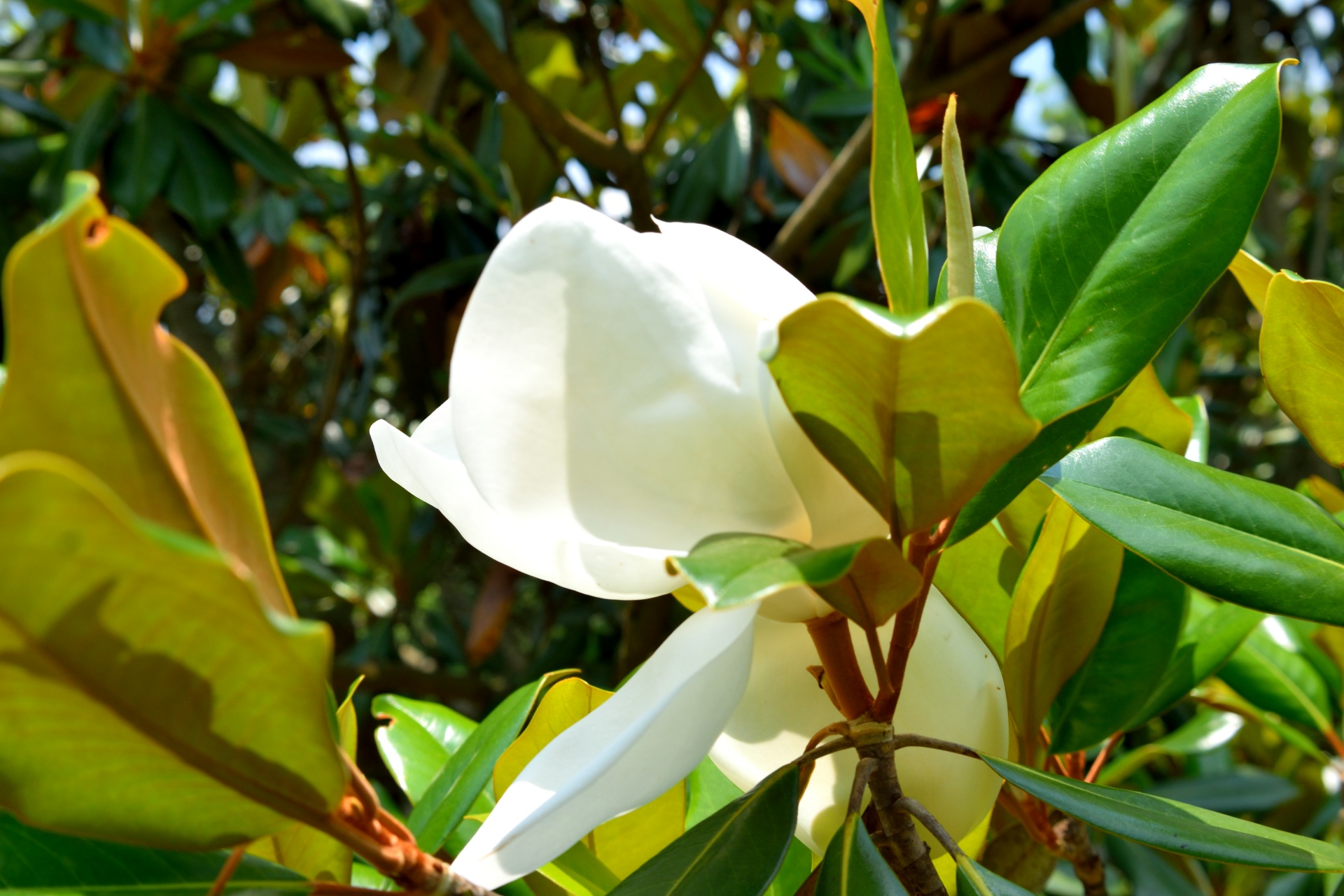 Large white Magnolia tree flower starting to bloom.