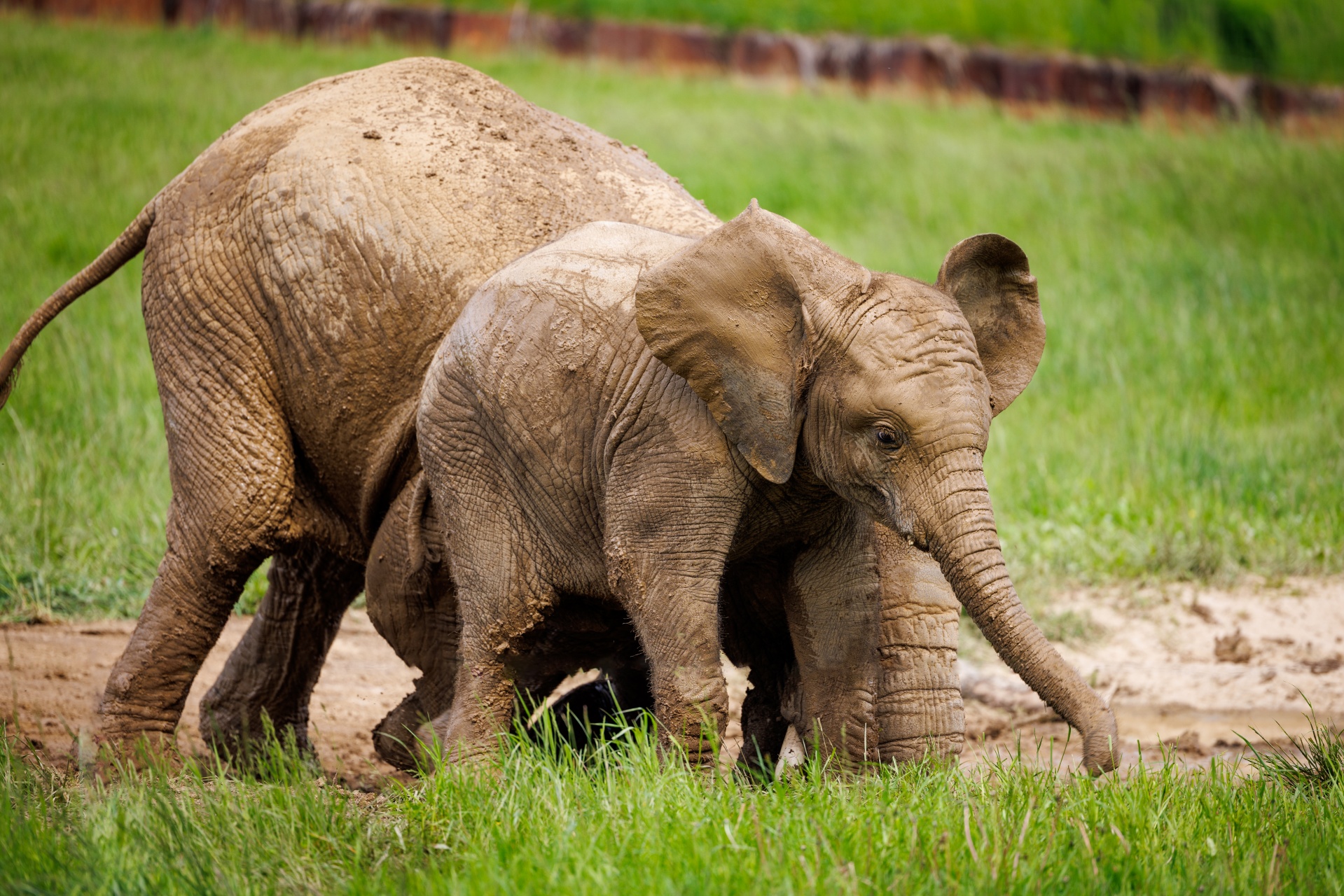 mother-and-baby-elephant-free-stock-photo-public-domain-pictures