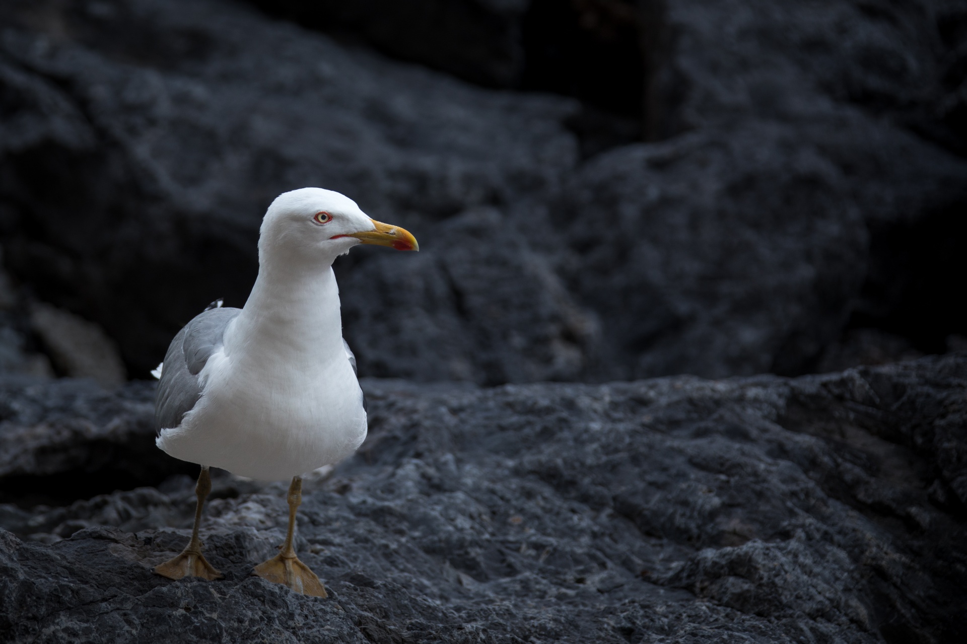 Seagull Standing On A Rock