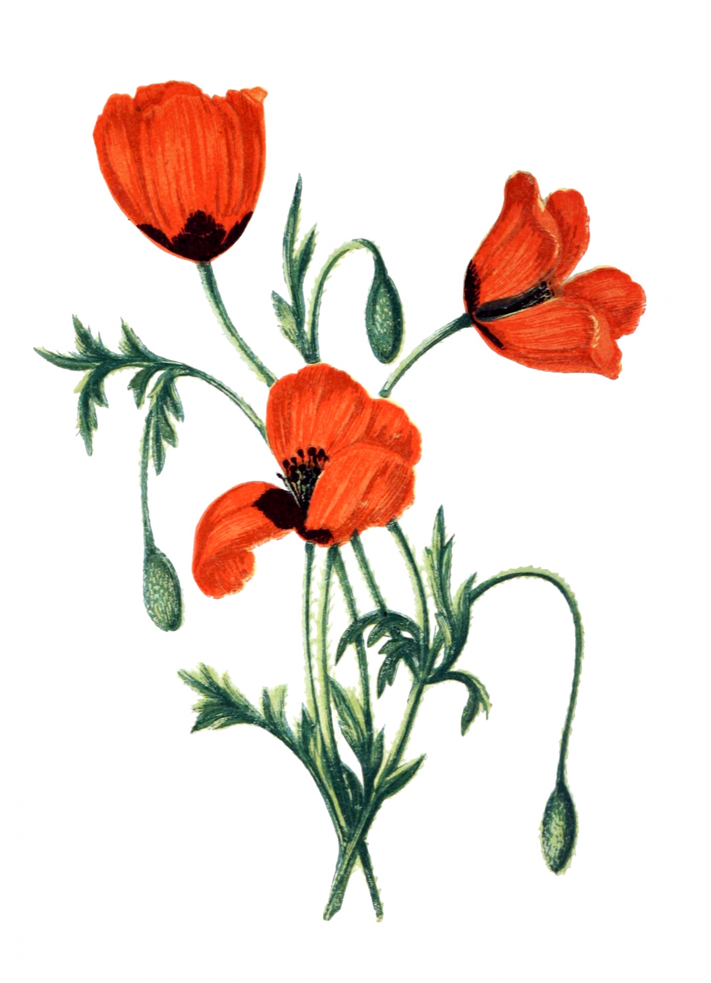 Vintage Poppies Wildflower Drawing Free Stock Photo - Public Domain ...