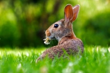Hare In Nature