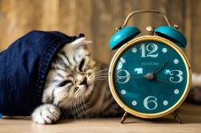 Cat, Alarm Clock