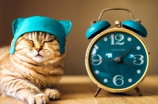 Cat, Alarm Clock