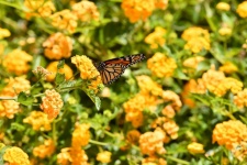 Adult Monarch Butterfly