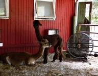 Alpacas In A Farm Barn