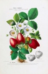 Old Vintage Illustration Of Strawberries