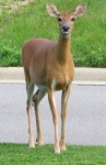 Bambi Deer In The Headlights